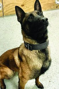K9 Asko