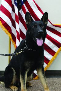 K9 Cash