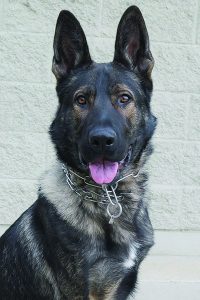 K9 Grom