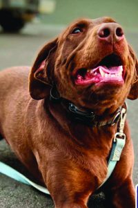 K9 Justice