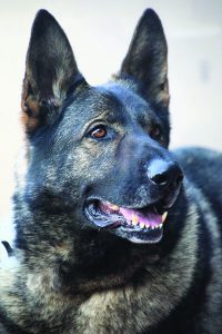 K9 Luka