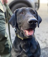 K9 Remington