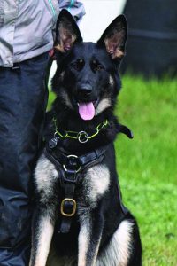 K9 Roo