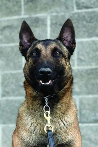 K9 Scout
