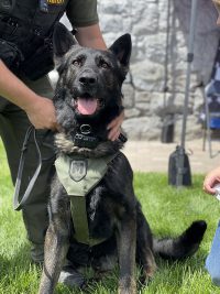 K9 Simcoe