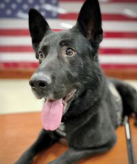 K9 Trex