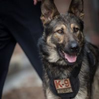 K9 Zorro