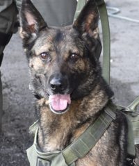 K9 Zuza